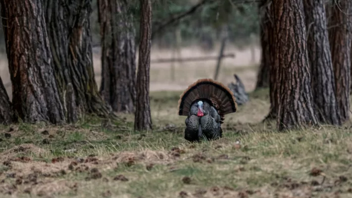Turkey Hunting in Kentucky
